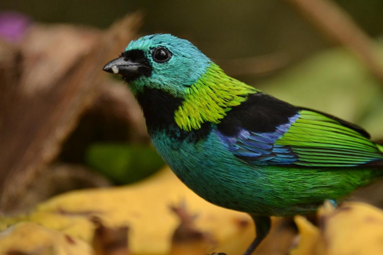 Casa Da Floresta Pico Da Aguia Araquari Zewnętrze zdjęcie