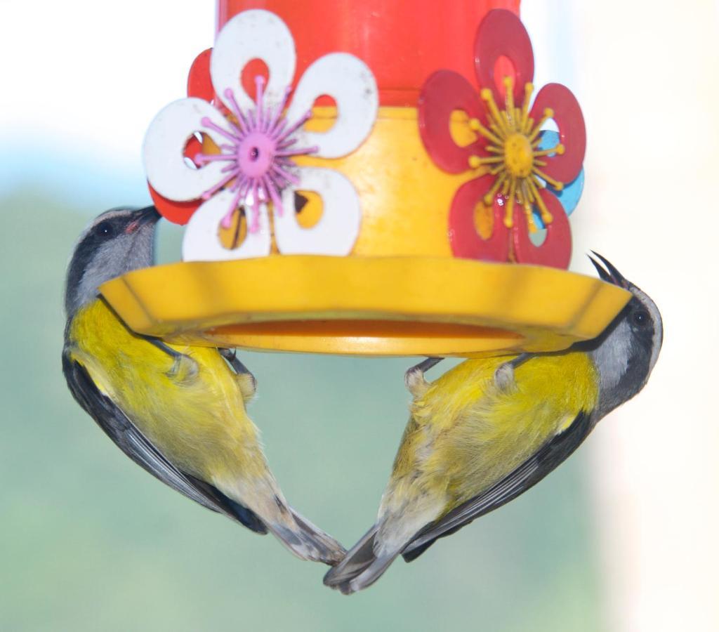 Casa Da Floresta Pico Da Aguia Araquari Zewnętrze zdjęcie