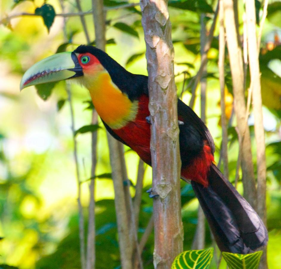 Casa Da Floresta Pico Da Aguia Araquari Zewnętrze zdjęcie