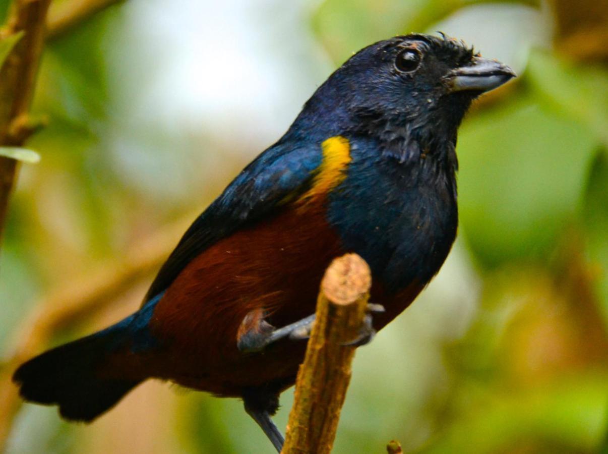 Casa Da Floresta Pico Da Aguia Araquari Zewnętrze zdjęcie